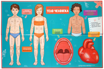 Адель Педрола: Тело человека. Интерактивная детская энциклопедия