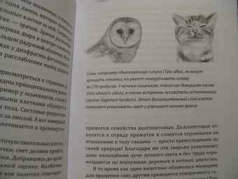 Мадлен Циге: В лесу никто не молчит. Как животные и растения общаются друг с другом
