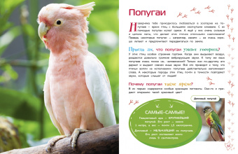 Птицы