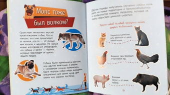 Анна Булгакова: Животные