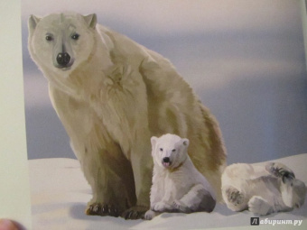 Ярослава Соколова: Хочу знать. Медведи