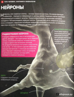 Как устроен человек. Энциклопедия для детей