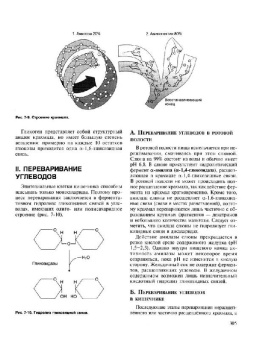 Авдеева, Алейникова, Андрианова: Биохимия. Учебник