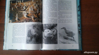 Михаил Жилин: Птичьи базары