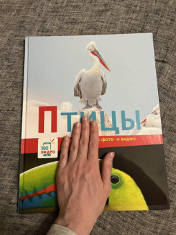 Птицы