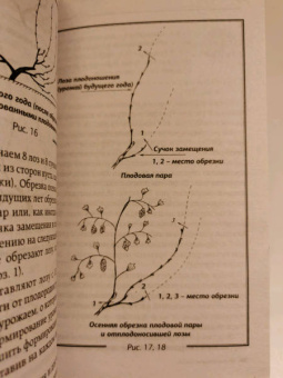 Виктор Жвакин: Виноград и другие любимые ягоды. Правила и советы для начинающих