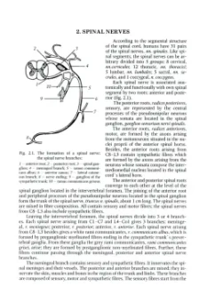 Гайворонский, Курцева, Гайворонская: Периферическая нервная система. Автономная нервная система. Органы чувств. Учебное пособие