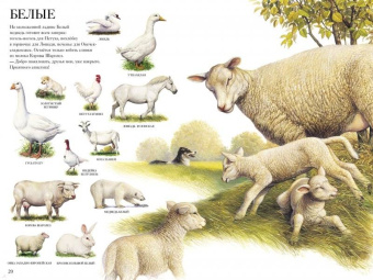 Селин Потард: Большой атлас животных