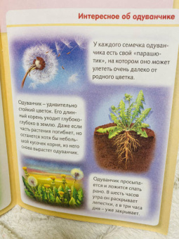 Марина Султанова: Удивительные превращения. Как живут и развиваются растения
