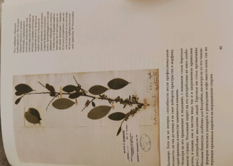 Байнум, Байнум: Выдающиеся растения, которые изменили нашу жизнь