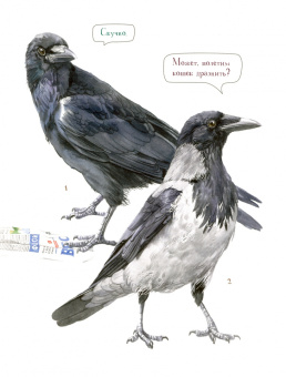 Маша Шебеко: Животный мир городов