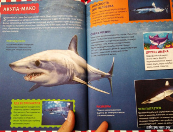 Акулы, киты и дельфины