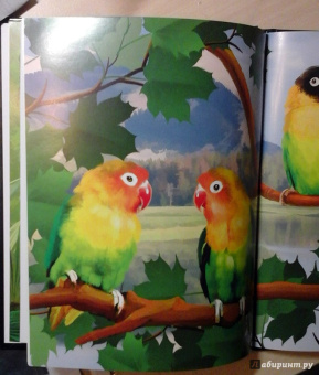 Ярослава Соколова: Попугаи