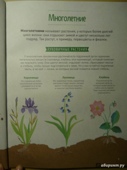 Корнек Дюмон-Ле: Мой цветочный гербарий. Цветы и семена