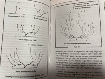 Виктор Жвакин: Виноград, голубика, малина, смородина и другие любимые ягоды. Особенности выращивания своими руками
