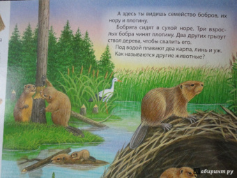 В пруду и у реки
