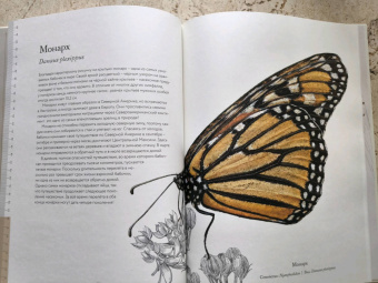 Бен Ротери: Загадочный мир бабочек