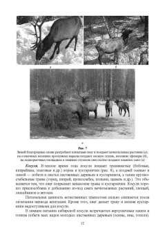 Анатолий Суворов: Основы полевых наблюдений. Следы жизнедеятельности зверей и птиц. Учебник для СПО