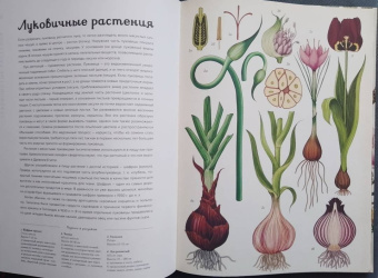 Кэти Уллис: Ботаникум