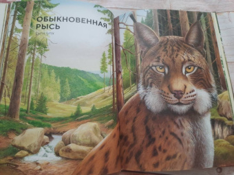 Хольгер Хааг: Лесные животные в натуральную величину