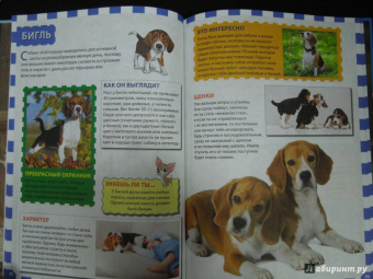 Собаки и щенки