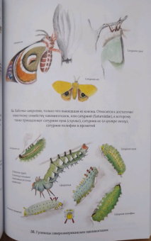 Бернд Хайнрих: Лето. Секреты выживания растений и животных в сезон изобилия