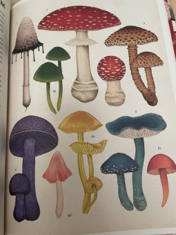 Гайя, Прескотт, Ли: Грибы