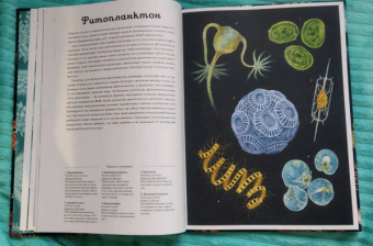 Лавдэй Триник: Океанариум