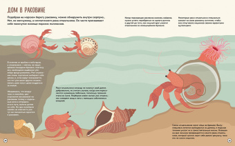Банфи, Перабони: Что внутри? Как устроены дома животных