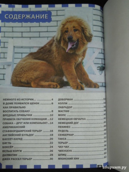 Собаки и щенки