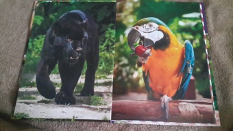 Джунгли. Животные и птицы