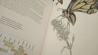 Бен Ротери: Загадочный мир бабочек