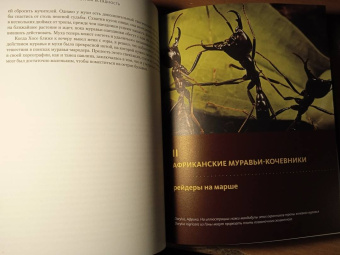 Марк Моффетт: Приключения среди муравьев. Путешествие по земному шару с триллионами суперорганизмов