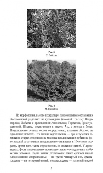 Константин Лактионов: Частное плодоводство. Косточковые культуры. Учебное пособие для СПО