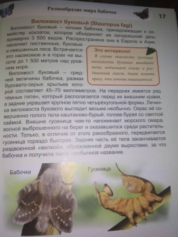 Людмила Соколова: Энциклопедия. Бабочки