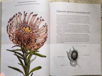 Бен Ротери: Загадочный мир бабочек