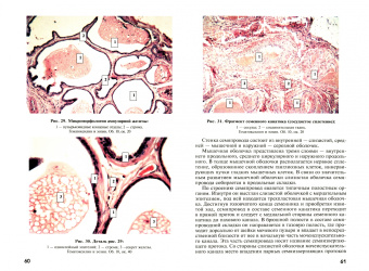 Шакирова, Кузнецов, Широкова: Клиническая морфология и экспериментальная хирургия мочеполового аппарата крысы