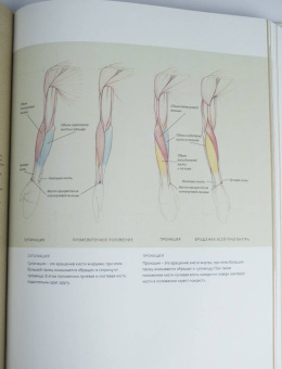 Роберто Ости: Основы анатомии человека. Наглядное руководство для художников
