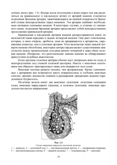 Федотов, Авдеенко, Белозерцева: Ветеринарная маммология. Учебник