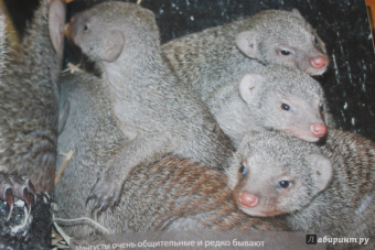 Блэйман, Истланд: Детеныши животных