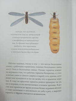 Ричард Докинз: Полеты воображения. Разум и эволюция против гравитации