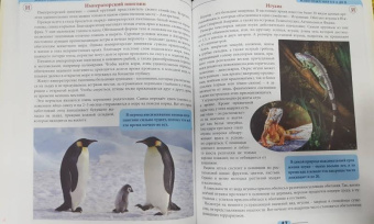 Людмила Соколова: Животный мир от А до Я