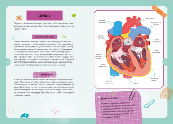 Адель Педрола: Тело человека. Интерактивная детская энциклопедия