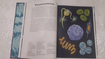 Лавдэй Триник: Океанариум