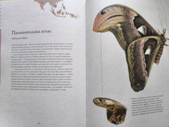 Бен Ротери: Загадочный мир бабочек