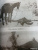Андрей Венков: Атаман Краснов и Донская армия. 1918 год