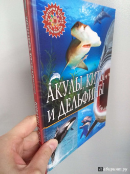 Акулы, киты и дельфины