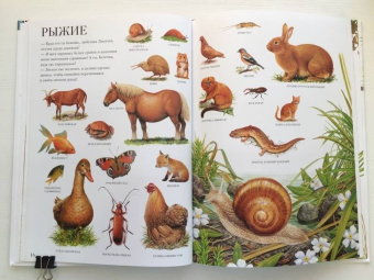 Селин Потард: Большой атлас животных