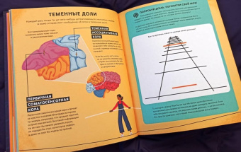Тим Кеннингтон: Его величество мозг. Все самое интересное о работе мозга людей, животных и роботов