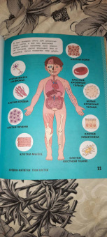Кэти Стоукс: Книга о теле человека с полезными заданиями и упражнениями